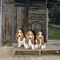 Picture of three basset hound puppies sitting in a run