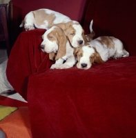 Picture of three Basset Hound pups sleeping