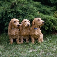 Picture of three bassets fauve de bretagne sitting on grass