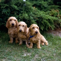 Picture of three bassets fauve de bretagne sitting on grass