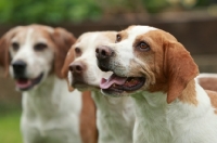 Picture of three beagles