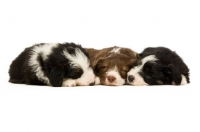 Picture of three Bearded collie dogs isolated on a white background