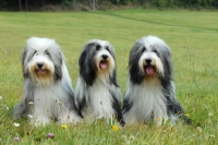 Picture of three Bearded Collies in a row