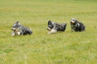 Picture of three Bearded Collies running in field