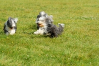 Picture of three Bearded Collies running