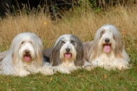 Picture of three Bearded Collies