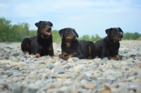 Picture of Three Beauceron dogs posing on a river shore