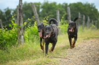 Picture of three Beauceron in the countryside