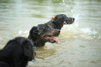 Picture of three Beauceron playing in the water