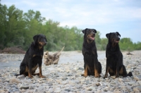 Picture of Three Beauceron posing on a river shore, sitting
