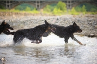 Picture of Three Beauceron run in the river