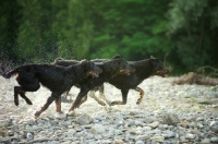Picture of Three Beauceron run on a river shore