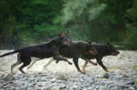 Picture of Three Beauceron run on a river shore