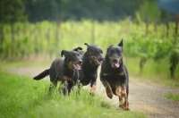 Picture of three Beauceron running free in the countryside