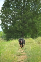 Picture of Three Beauceron walking on a beautiful country road