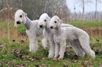 Picture of three Bedlington Terriers