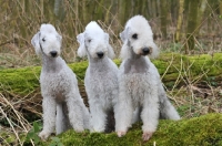 Picture of three Bedlington Terriers
