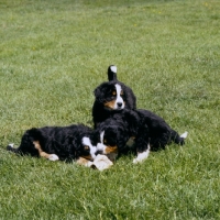 Picture of three bernese mountain dog puppies