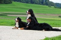 Picture of three Bernese Mountain dogs lying together