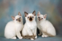 Picture of three birman kittens