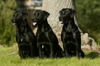 Picture of three black Labrador retrievers