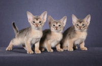 Picture of three Blue Abyssinian kittens against a grey background standing looking towards camera.