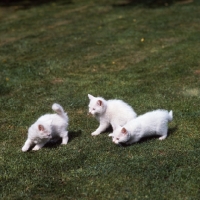 Picture of three blue eyed white long hair kittens playing