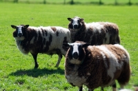 Picture of three bonte Texel sheep, (bonte Texelaar)