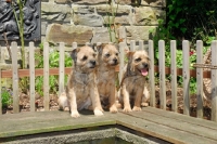 Picture of three border terriers