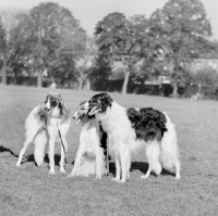 Picture of three borzois from springett kennels