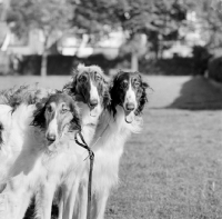 Picture of three borzois from springett kennels