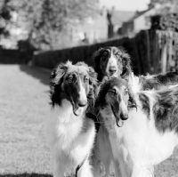 Picture of three borzois from springett kennels