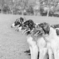 Picture of three borzois from springett