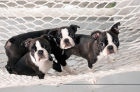 Picture of three Boston terrier puppies in a hammock