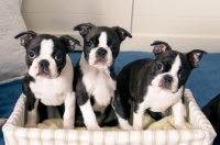 Picture of three Boston terrier puppies in a basket