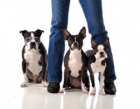 Picture of three Boston Terriers between legs