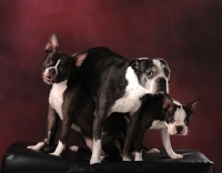 Picture of three Boston Terriers