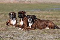 Picture of three Boxers