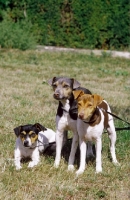 Picture of three Brazilian Terriers together