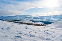 Picture of three breeds of sheep in winter