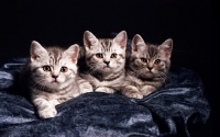 Picture of three British Shorthair kittens