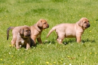 Picture of three Broholmer puppies