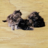 Picture of three brown tabby long hair kittens