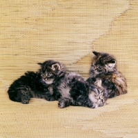 Picture of three brown tabby long hair kittens