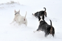 Picture of three Bull Terriers playing in the snow