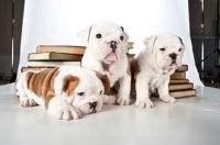 Picture of three bulldog puppies with books