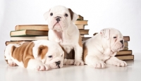 Picture of three bulldog puppies with books