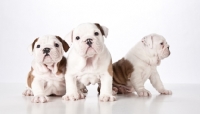Picture of three bulldog puppies