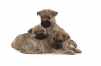 Picture of three Cairn Terrier puppies on white background