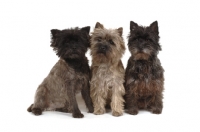 Picture of three Cairn Terriers on white background